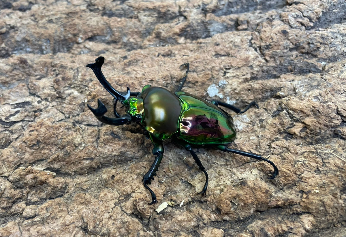 ニジイロクワガタ