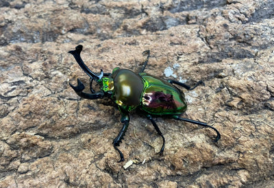 ニジイロクワガタ