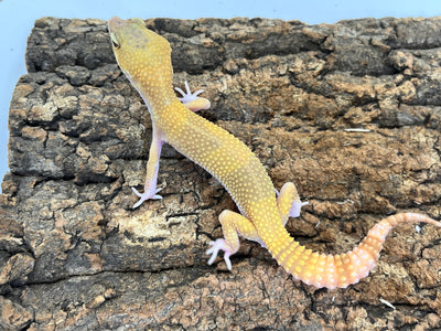 ヒョウモントカゲモドキ［サングローフルキャロット］