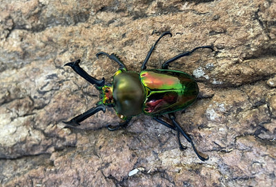 ニジイロクワガタ