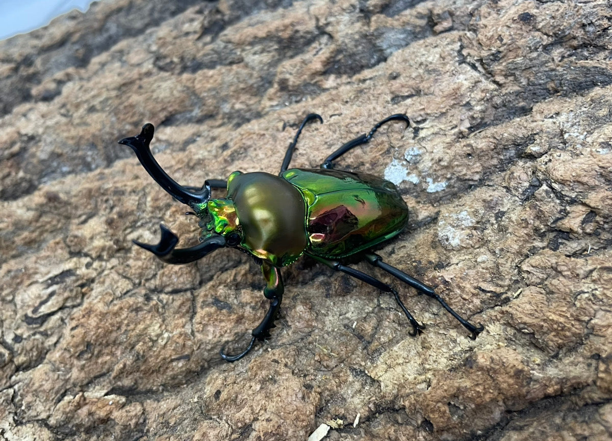 ニジイロクワガタ