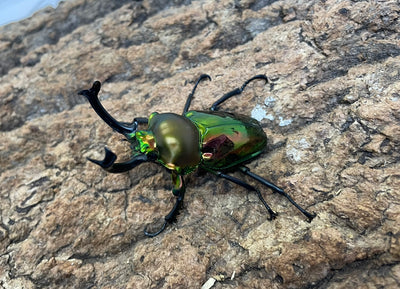 ニジイロクワガタ