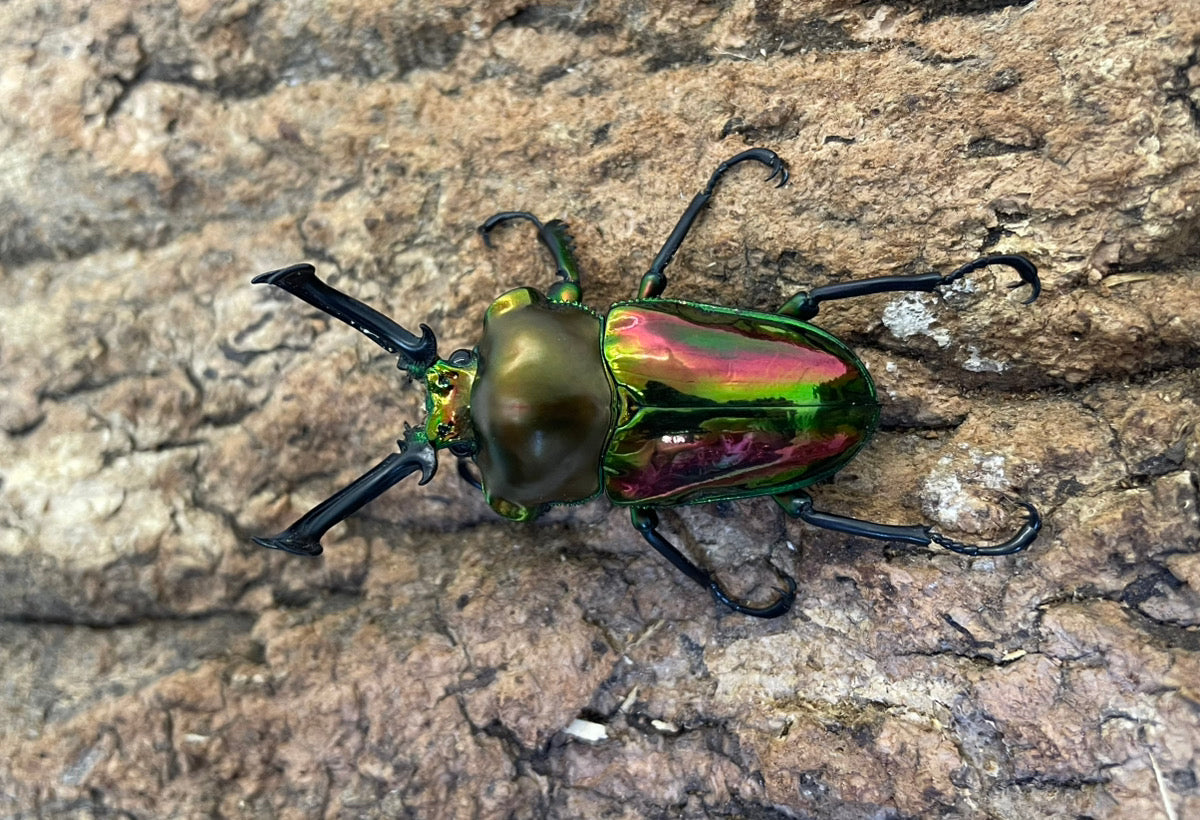 ニジイロクワガタ