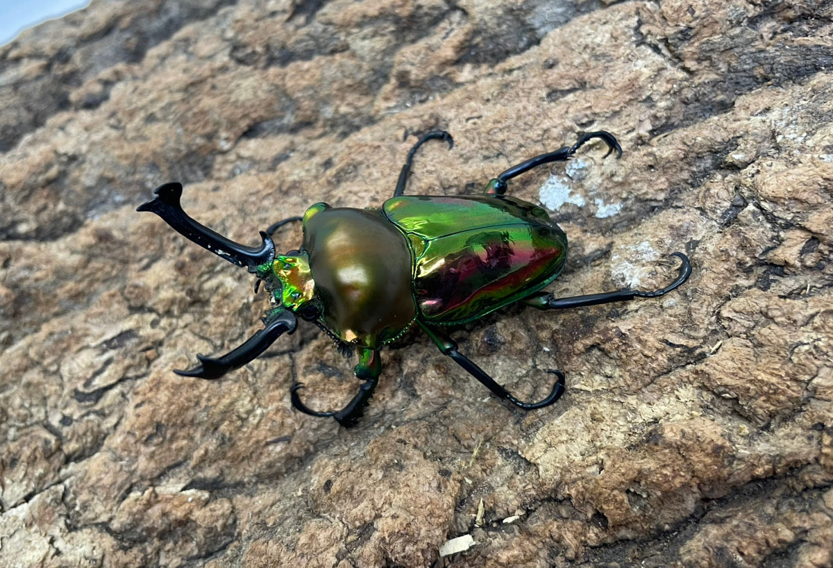 ニジイロクワガタ