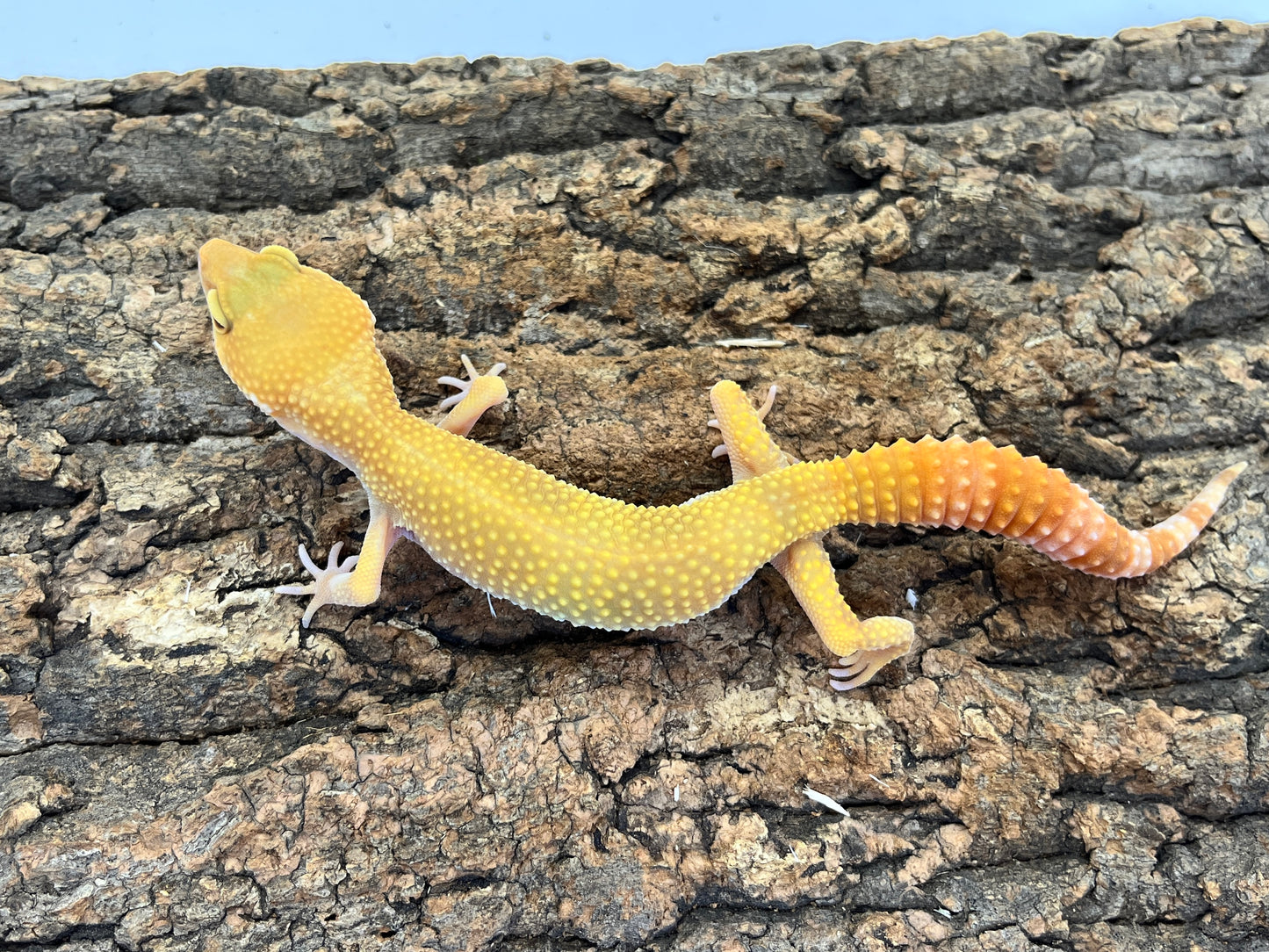 ヒョウモントカゲモドキ［サングローフルキャロット］