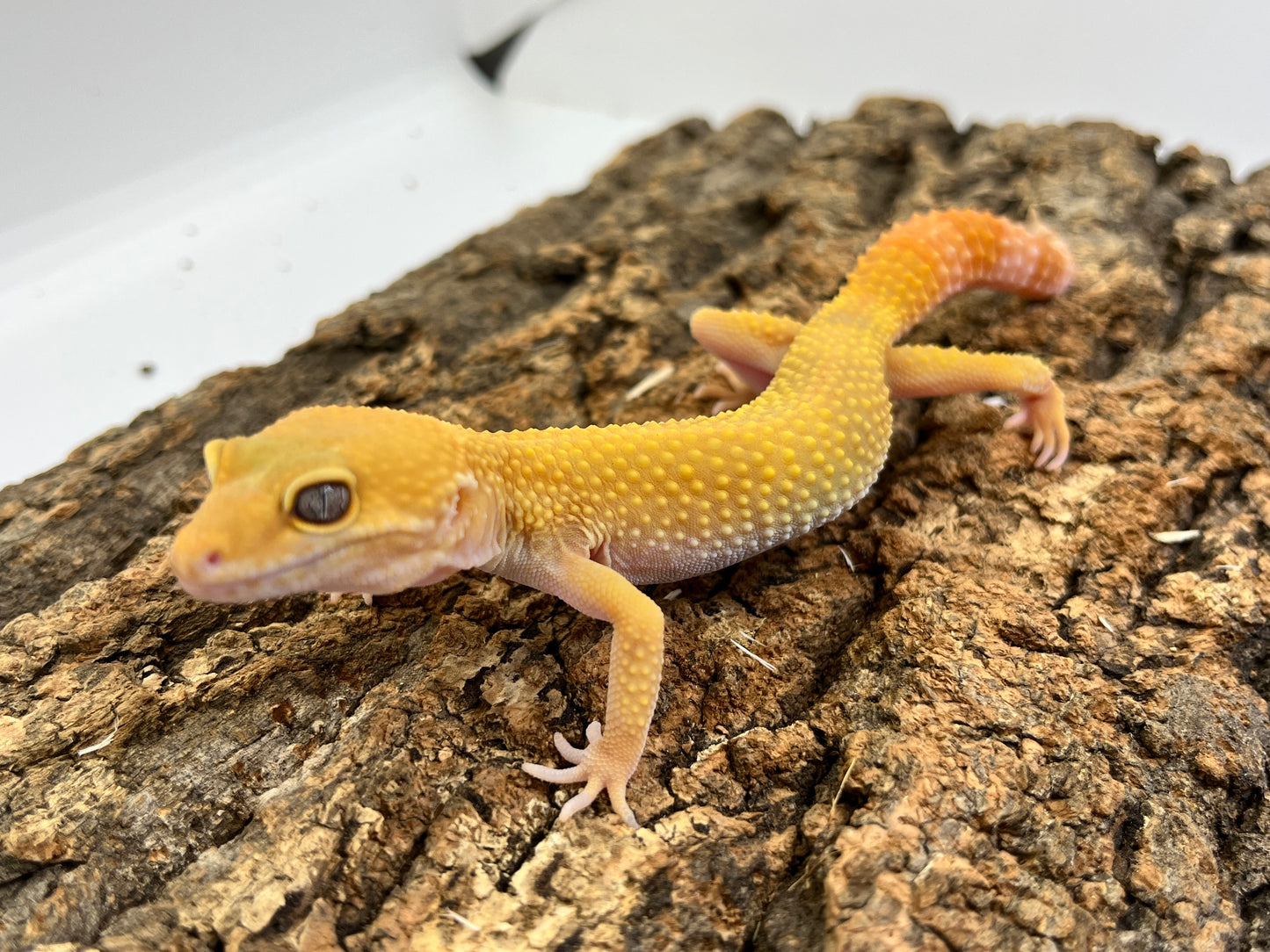 ヒョウモントカゲモドキ［サングローフルキャロット］