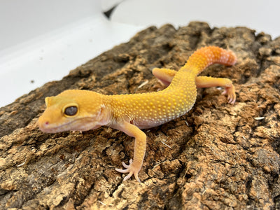 ヒョウモントカゲモドキ［サングローフルキャロット］