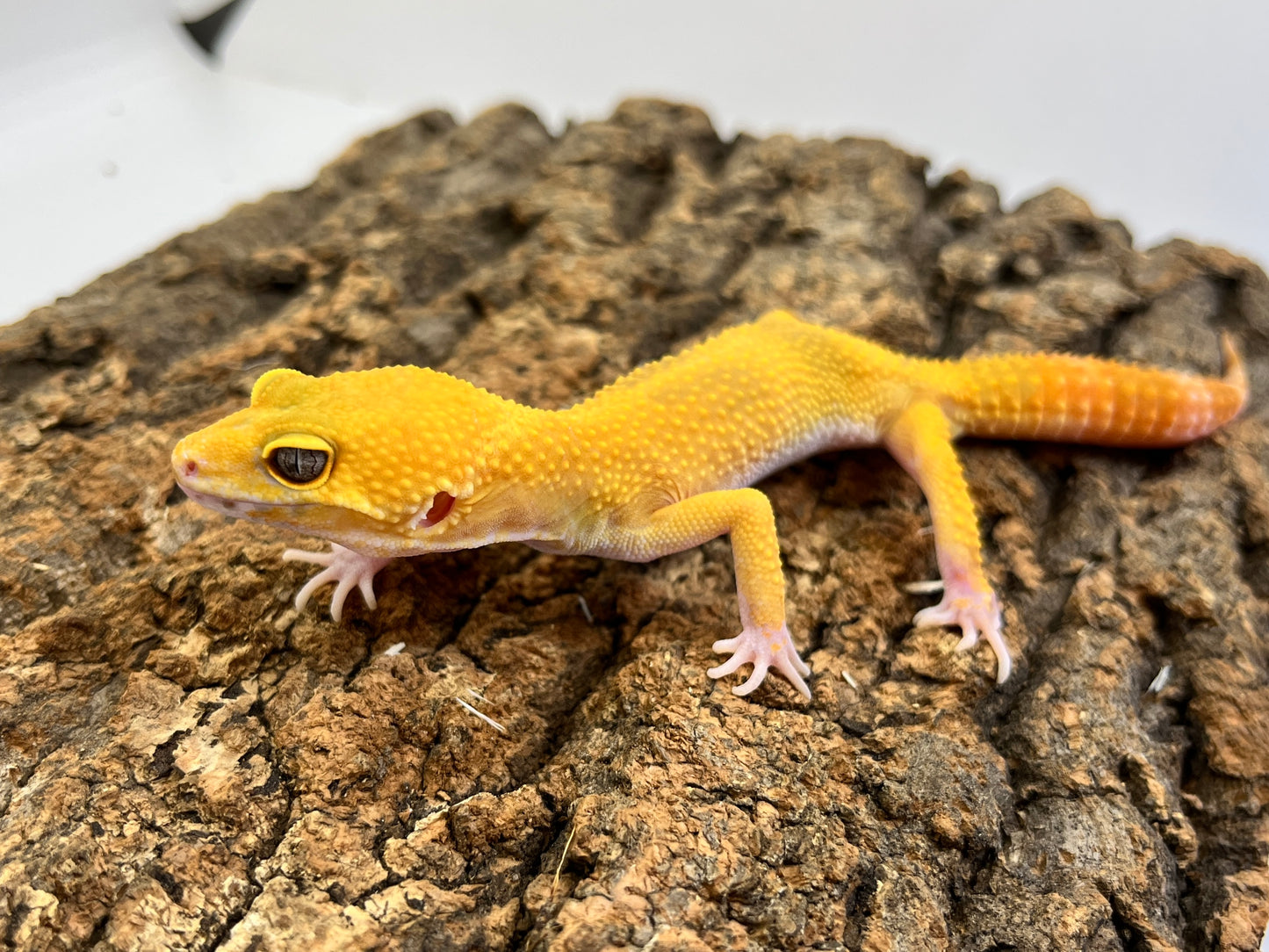 ヒョウモントカゲモドキ［サングローフルキャロット］