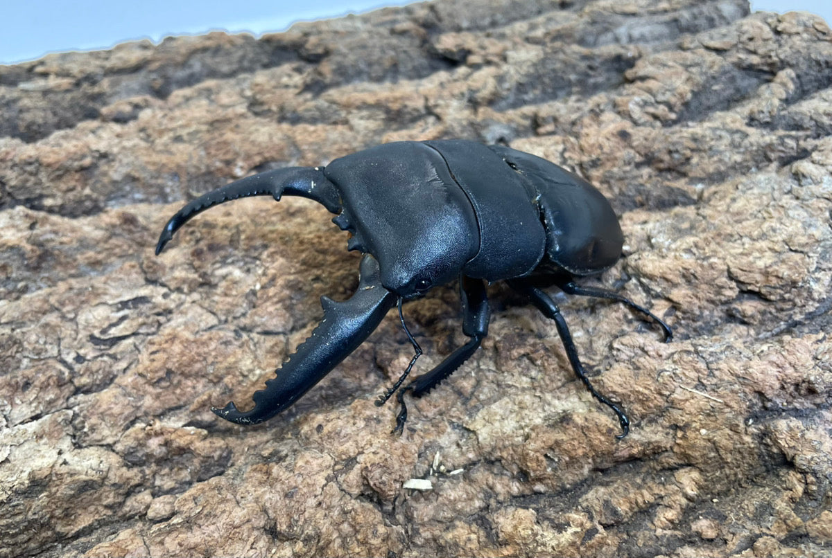 パラワンオオヒラタクワガタ