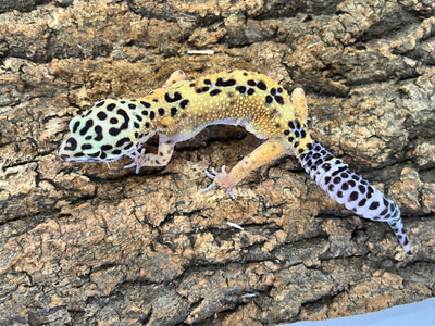 ヒョウモントカゲモドキ［ハイイエロー］