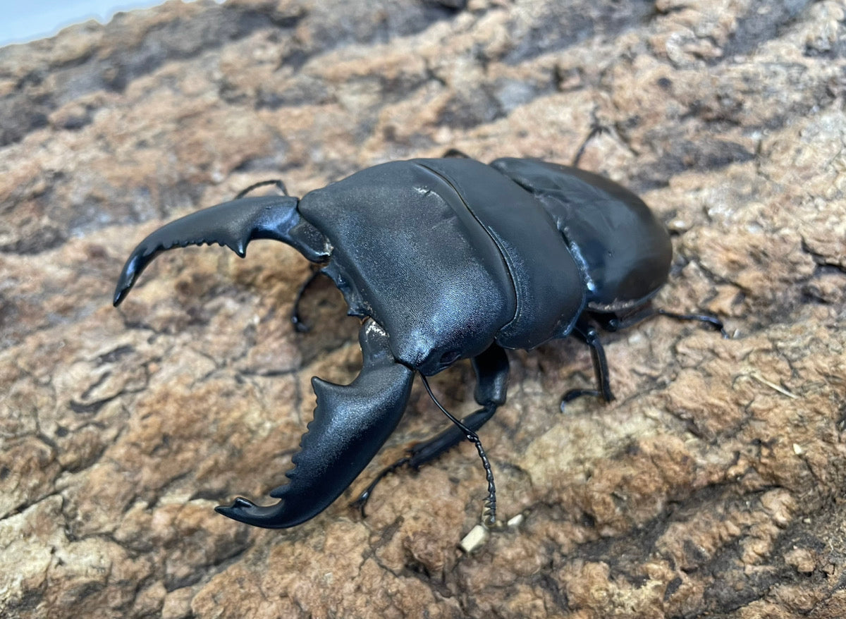 スマトラオオヒラタクワガタ