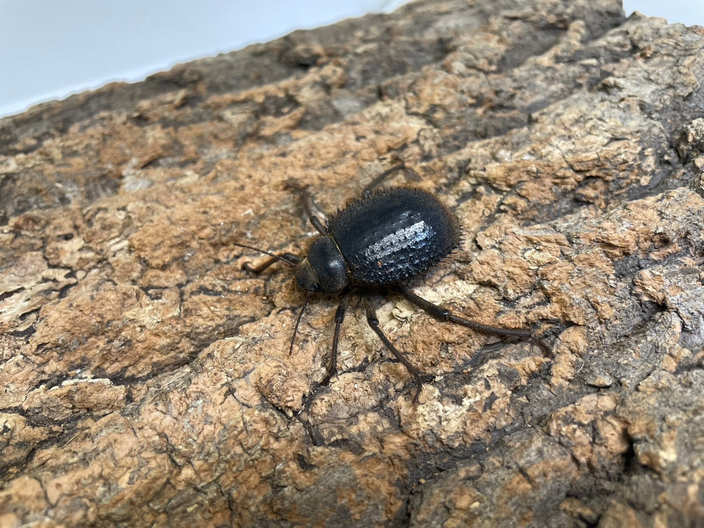 トゲヘリサバクゴミムシダマシ