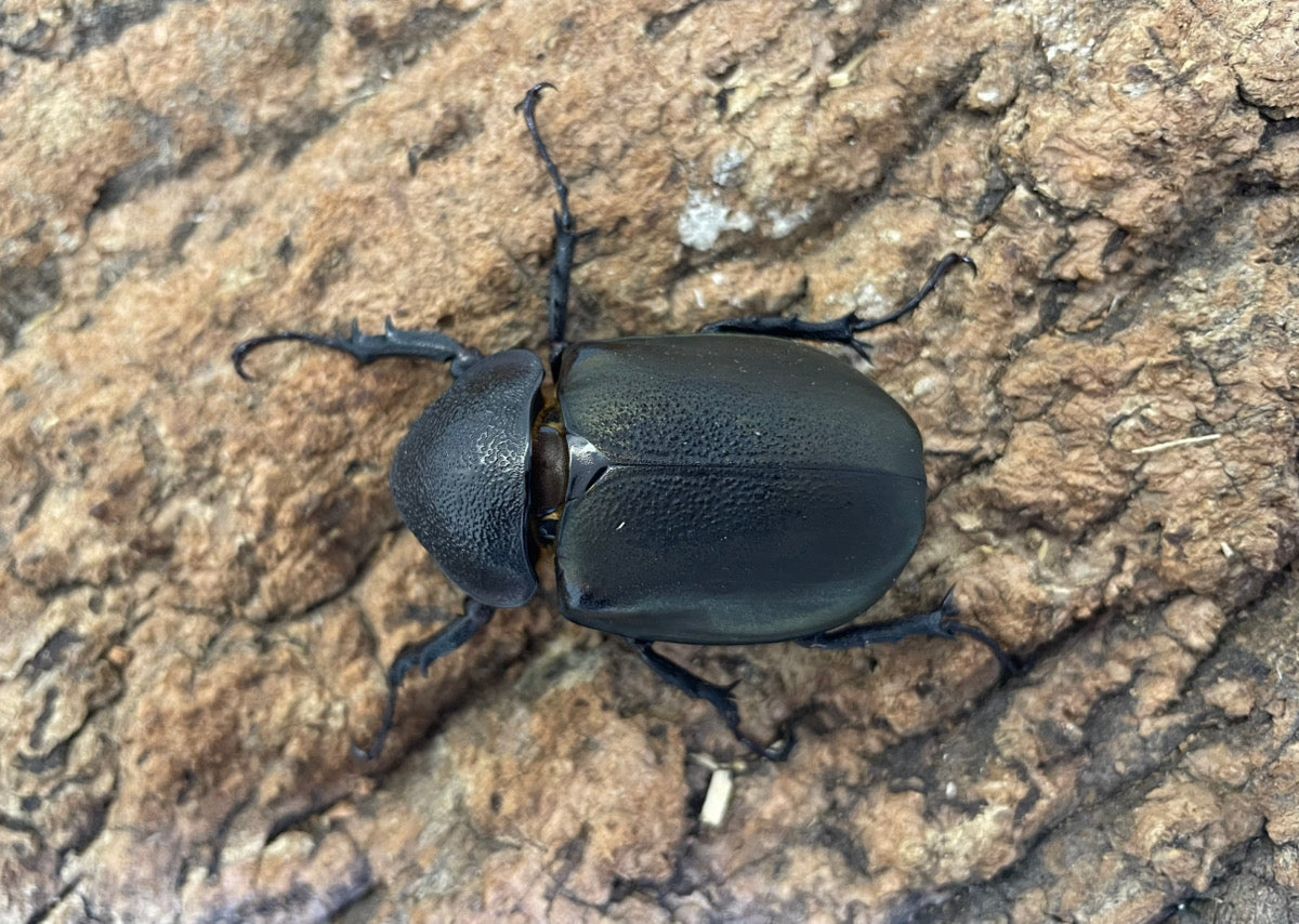 【WD】アトラスオオカブト