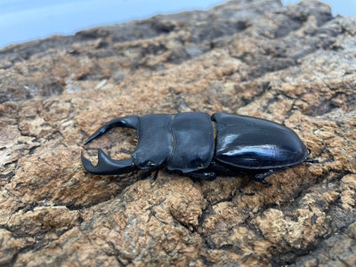 タイワンオオクワガタ