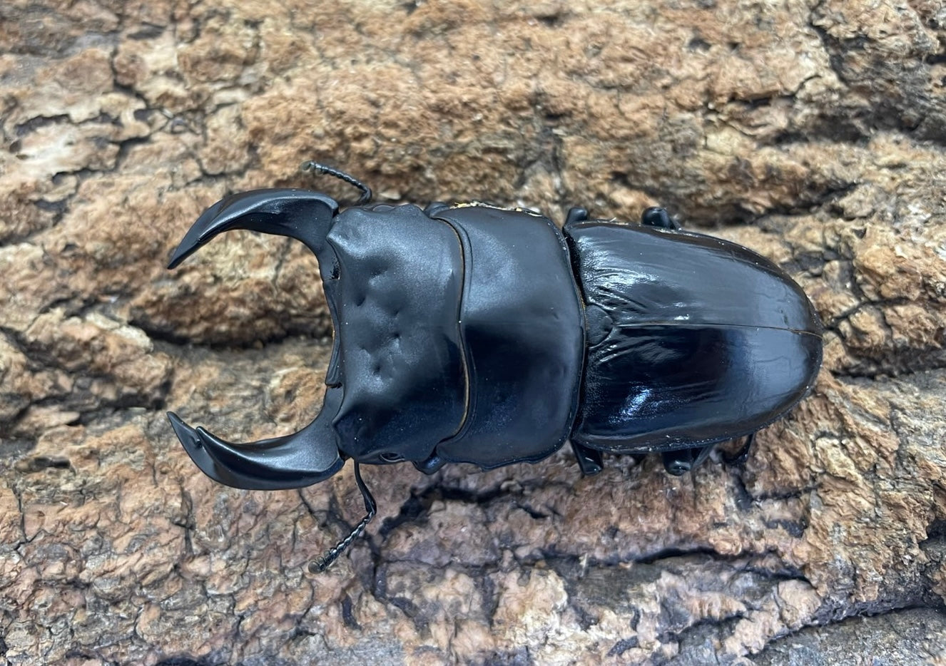 タイワンオオクワガタ