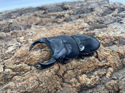 タイワンオオクワガタ