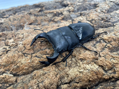 タイワンオオクワガタ