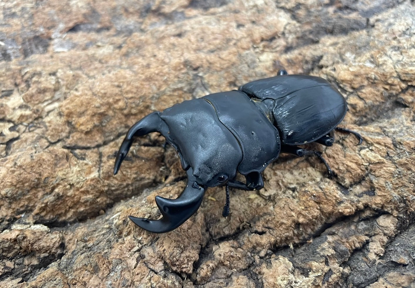 タイワンオオクワガタ – INSECT SHOP KMY