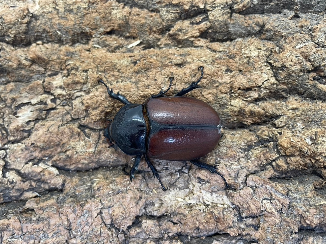 WD】サンボンヅノカブト – INSECT SHOP KMY