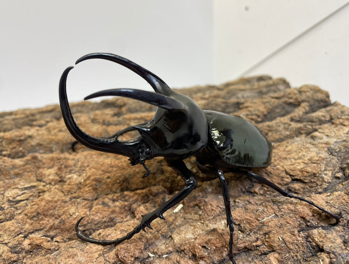 WD】モーレンカンプオオカブト – INSECT SHOP KMY