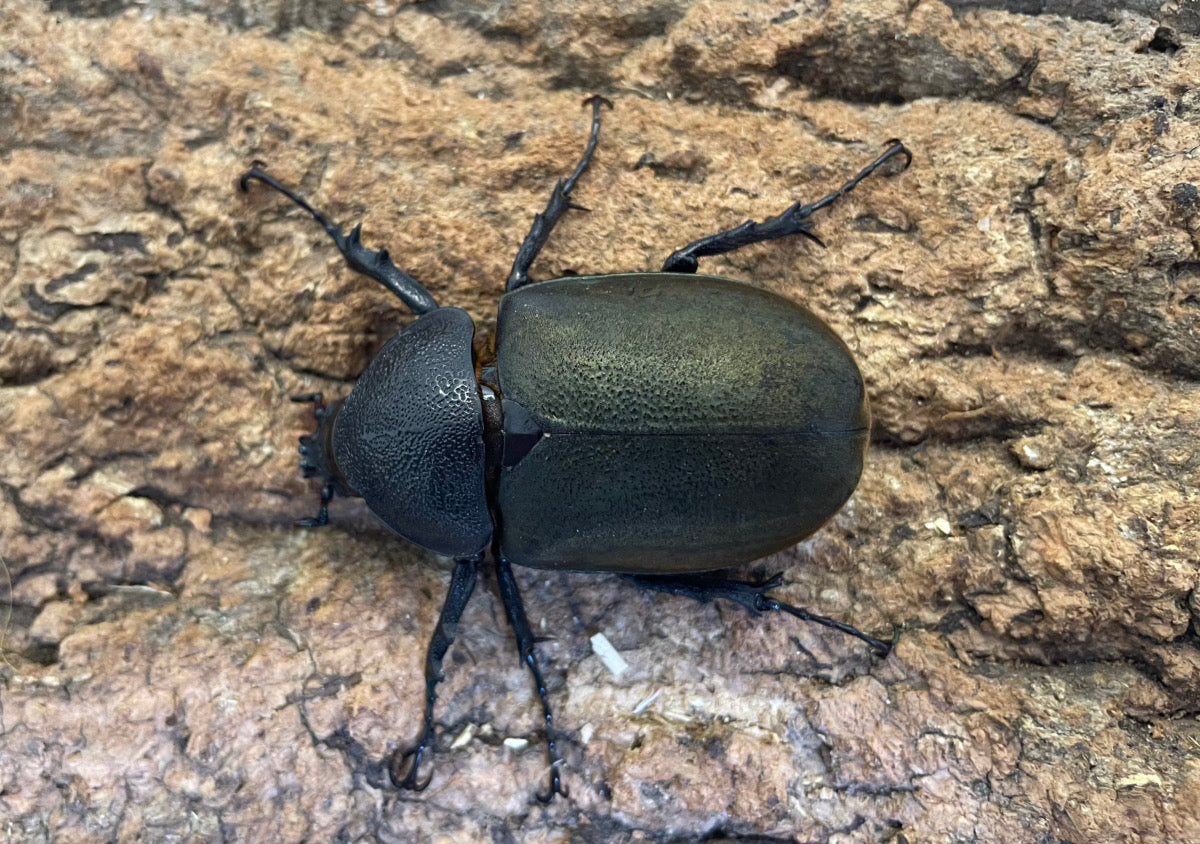 WD】コーカサスオオカブト – INSECT SHOP KMY