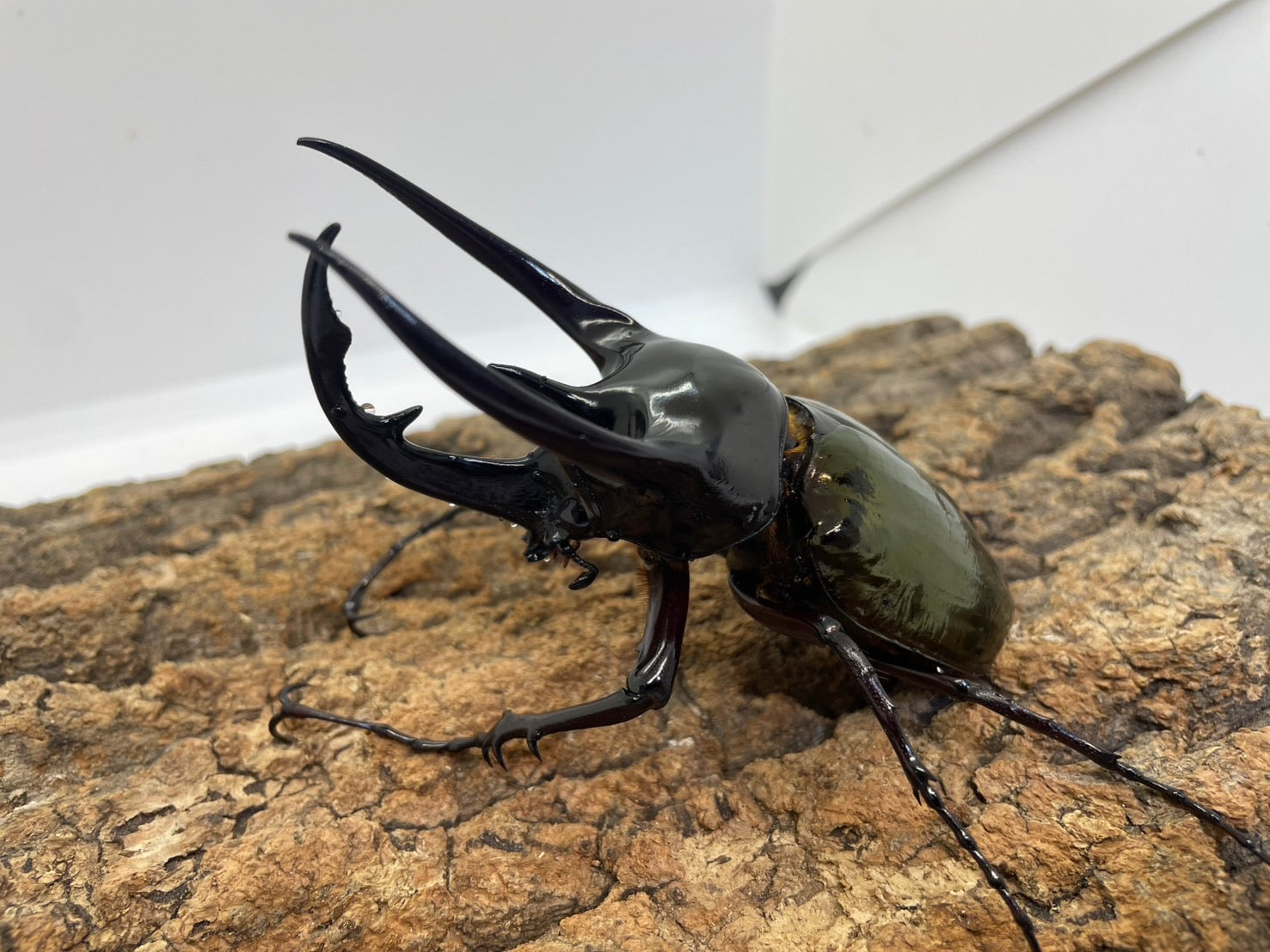 大型コーカサスオオカブト 標本 WD 大型コーカサスオオカブト タイリクコーカサス標本 <0406z昆虫標本
