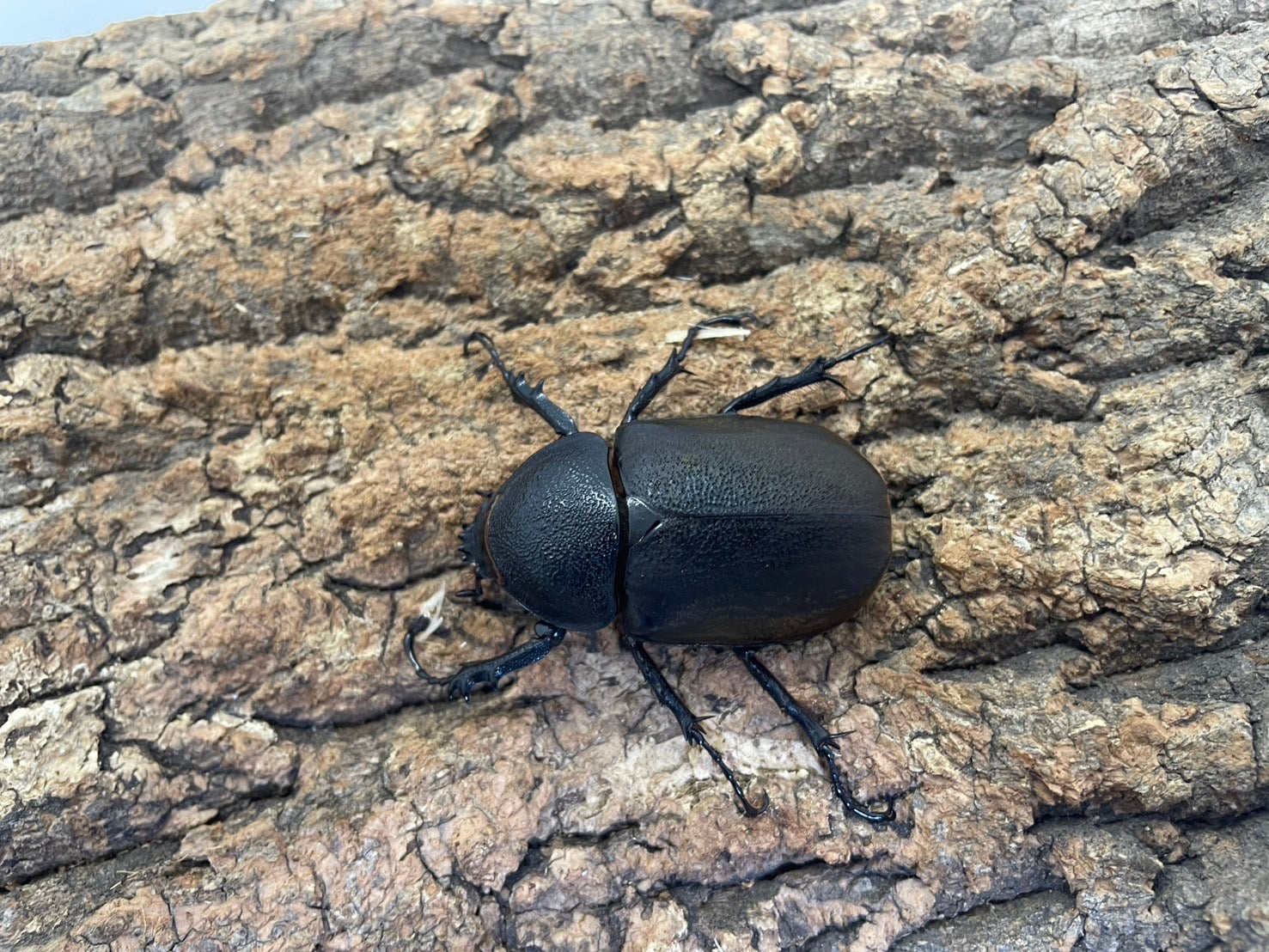 WD】コーカサスオオカブト(原名亜種） – INSECT SHOP KMY