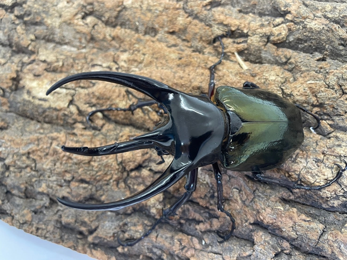 コーカサスオオカブト 中国語版 コーカサスオオカブト 中国語版 Chalcosoma caucasus