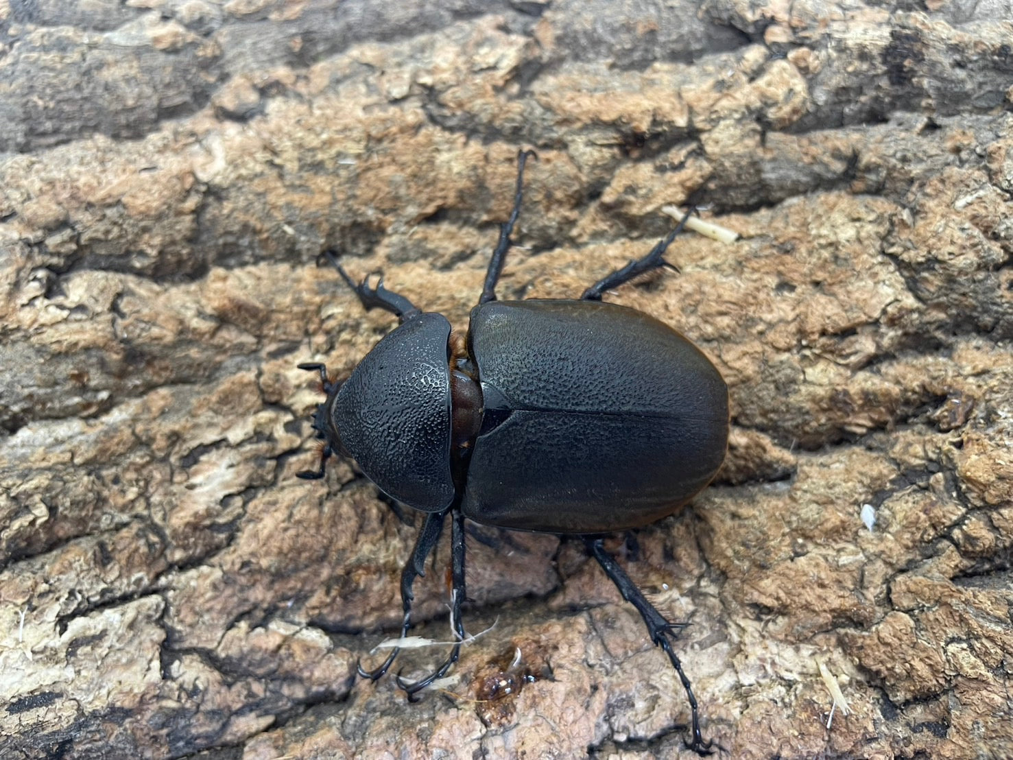 WD】コーカサスオオカブト(原名亜種） – INSECT SHOP KMY