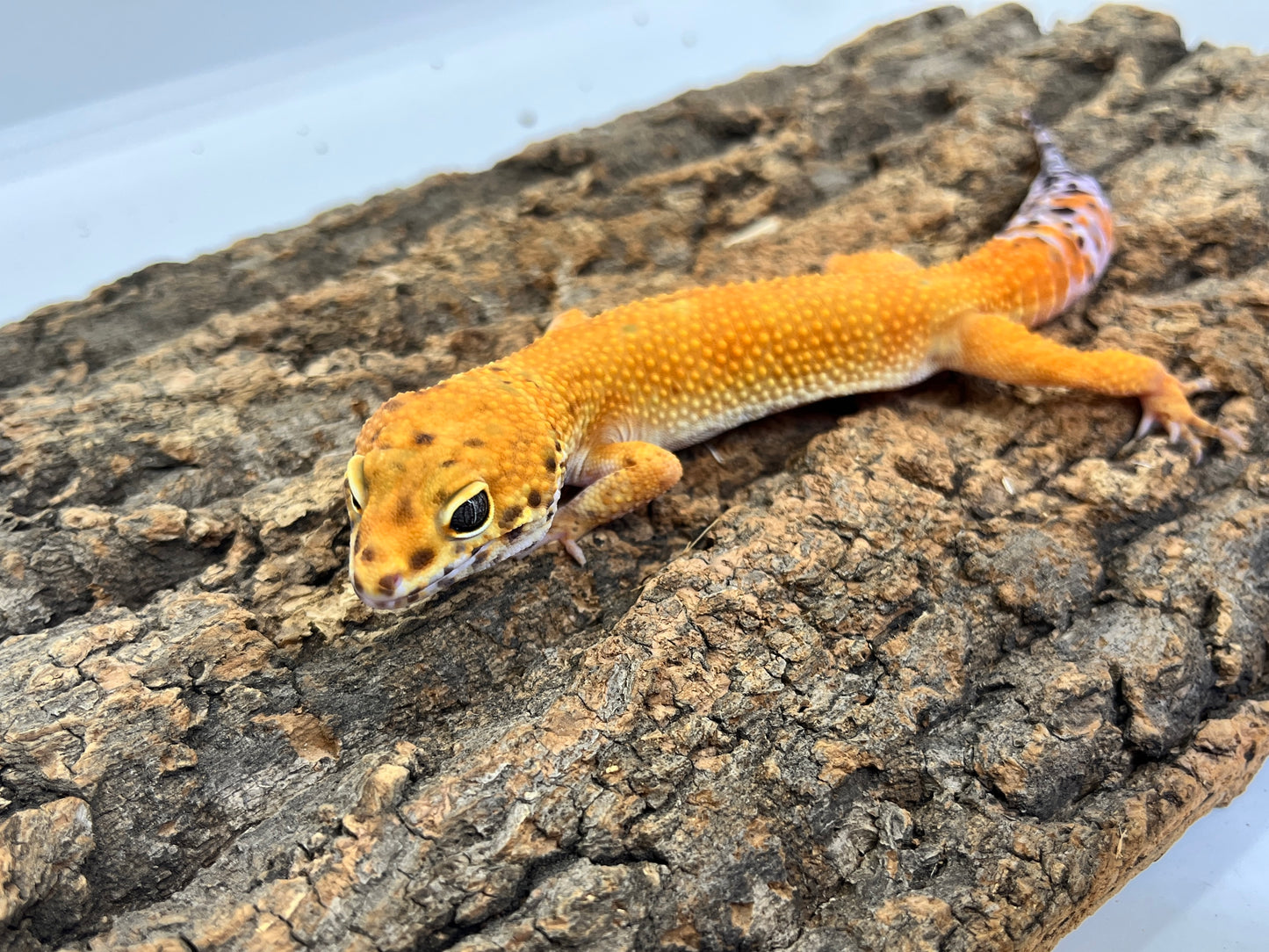 ヒョウモントカゲモドキ［トレンパーアルビノ］