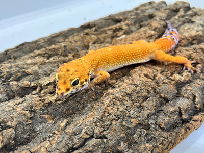 ヒョウモントカゲモドキ［トレンパーアルビノ］