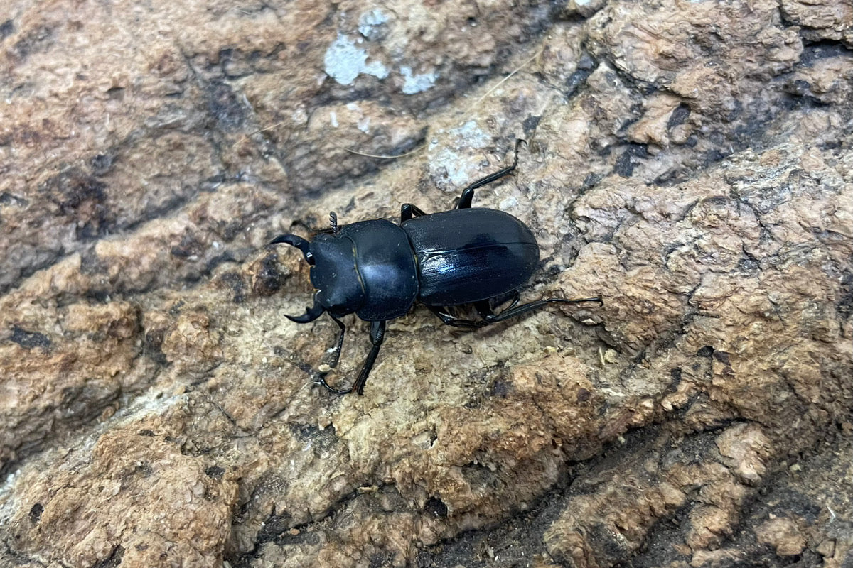 アマミコクワガタ