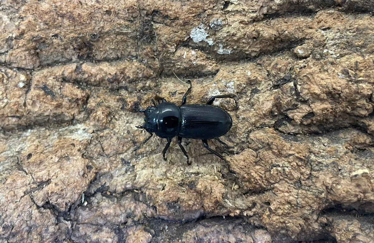 アマミコクワガタ