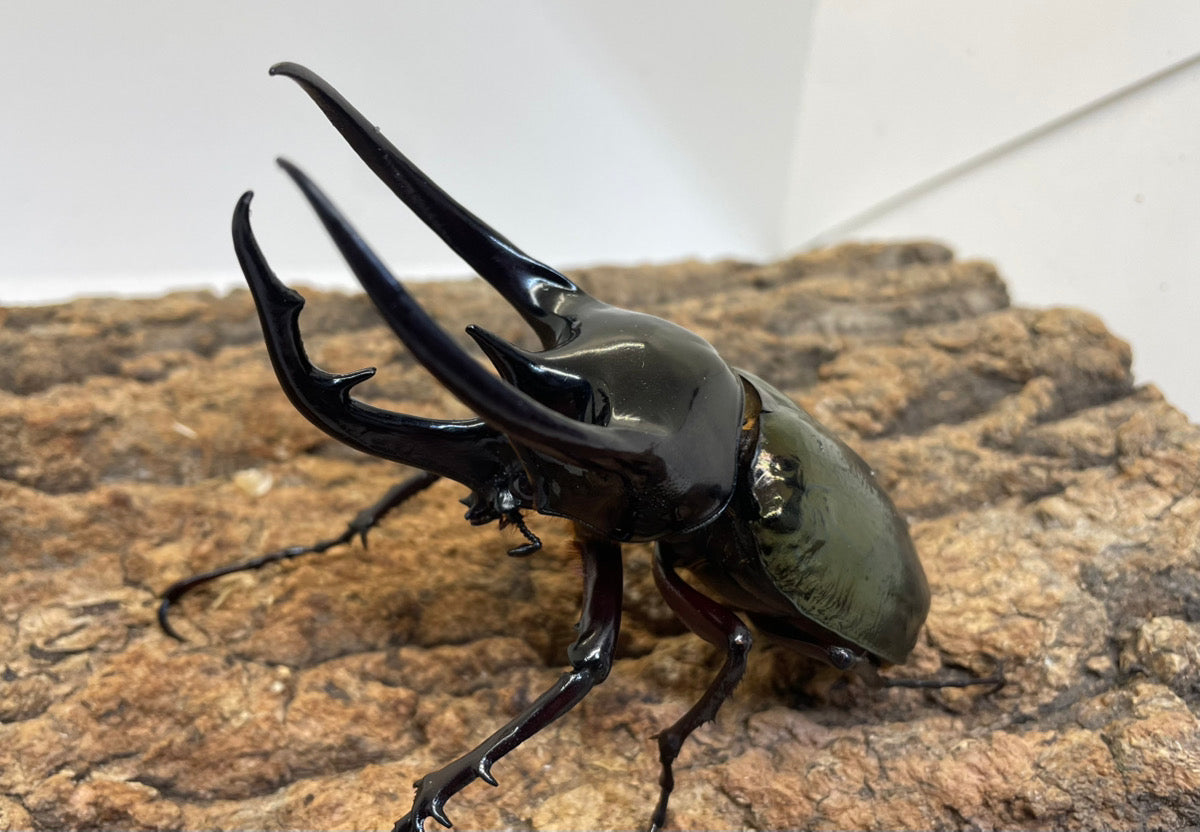 WD】コーカサスオオカブト – INSECT SHOP KMY