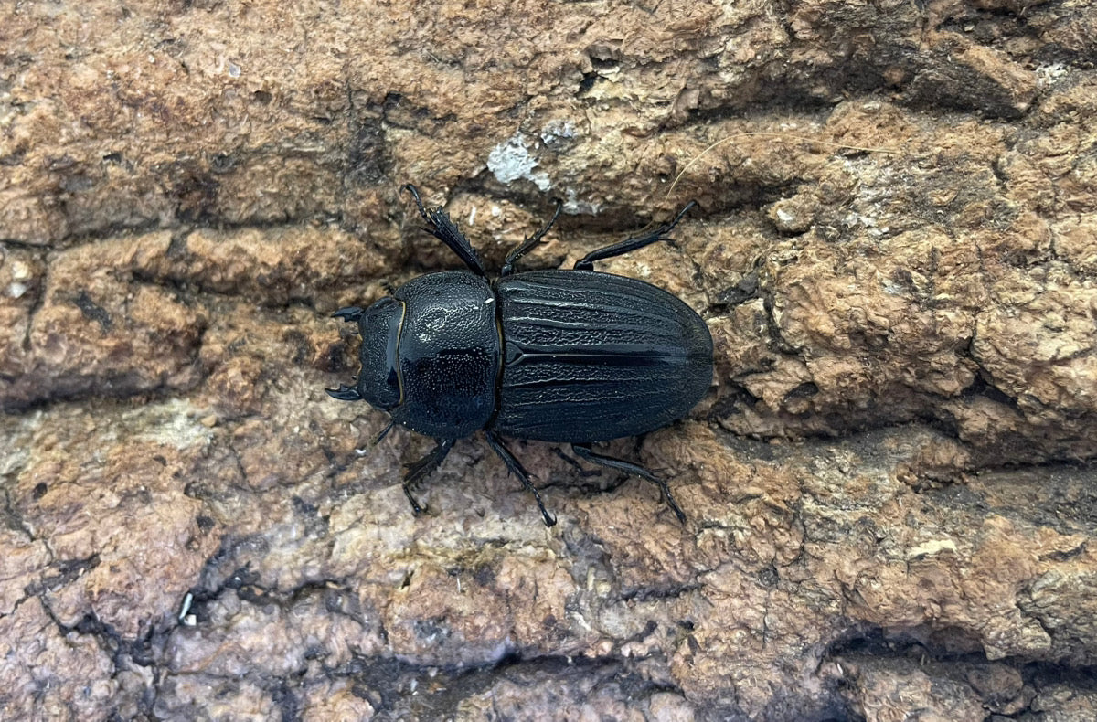 スジブトヒラタクワガタ – INSECT SHOP KMY
