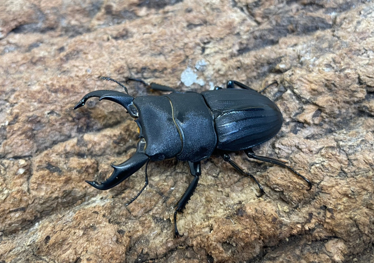 スジブトヒラタクワガタ