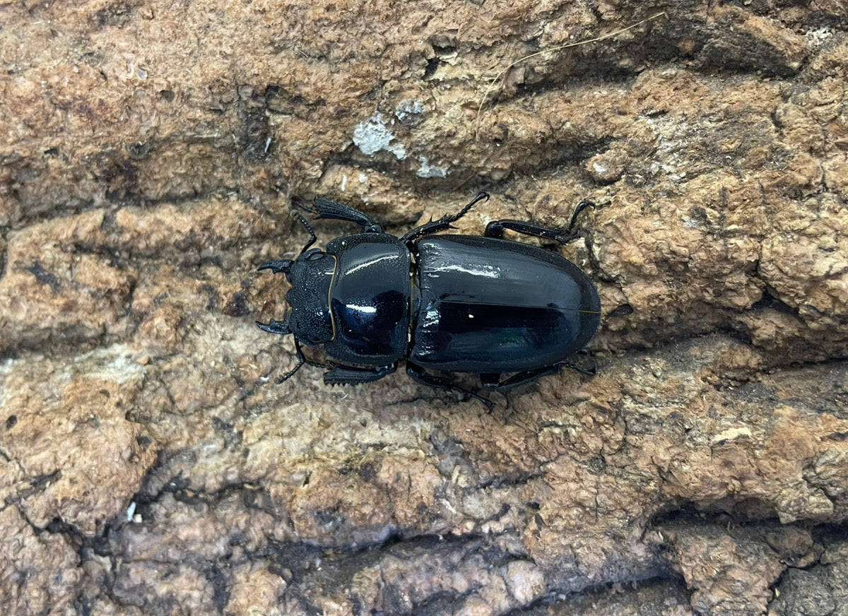 【特大個体】 ツシマヒラタクワガタ ♂約80mm 標本 ツシマヒラタ ツシマヒラタクワガタ – INSECT SHOP KMY
