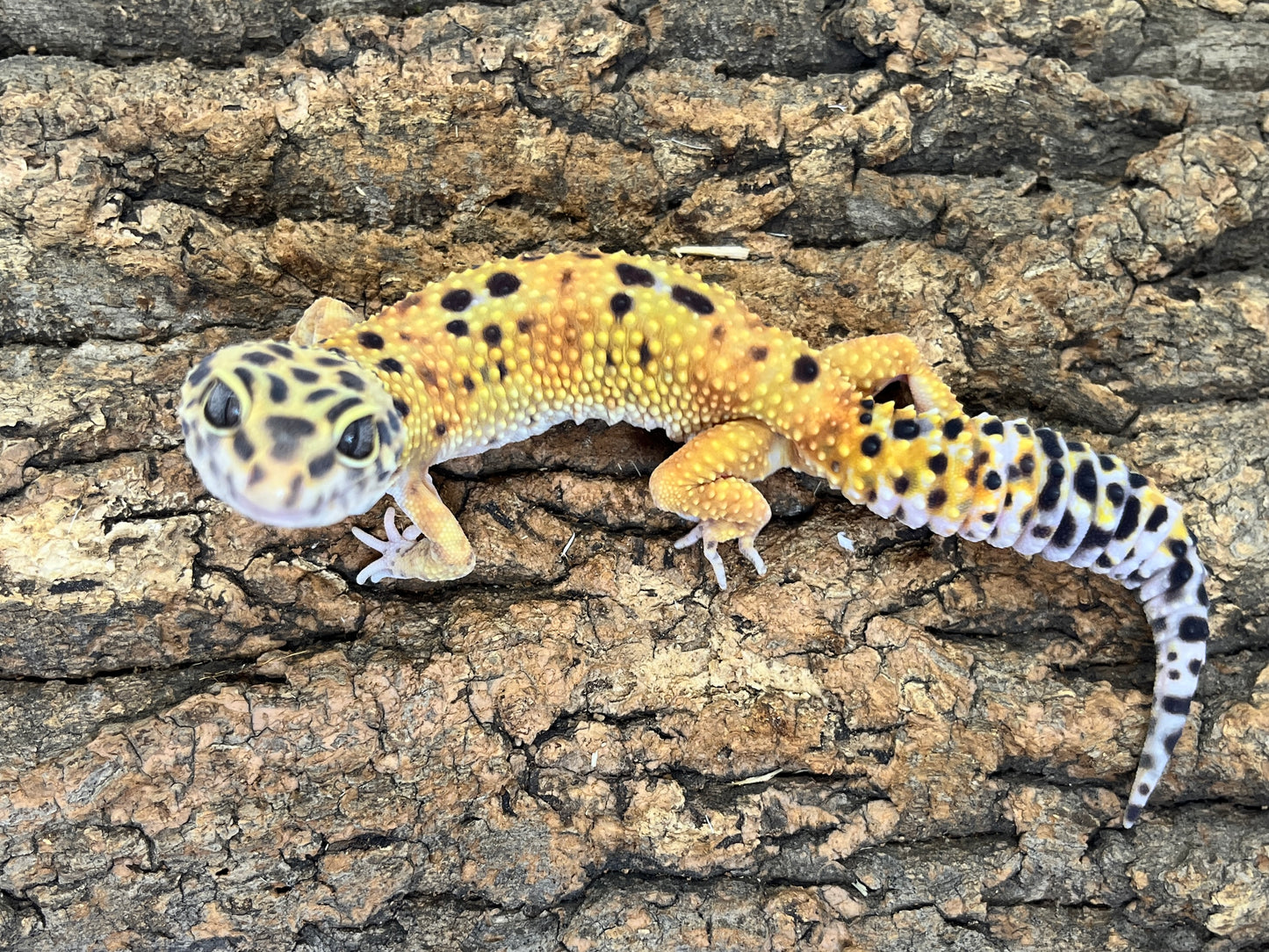 ヒョウモントカゲモドキ［ハイイエロー］