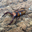 トカラノコギリクワガタ（中之島）