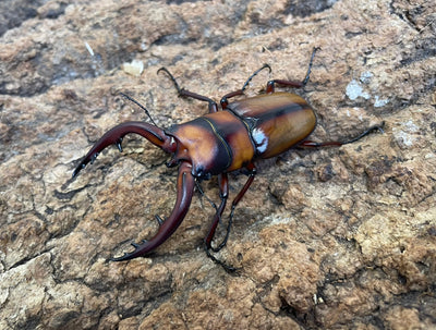 トカラノコギリクワガタ（中之島）