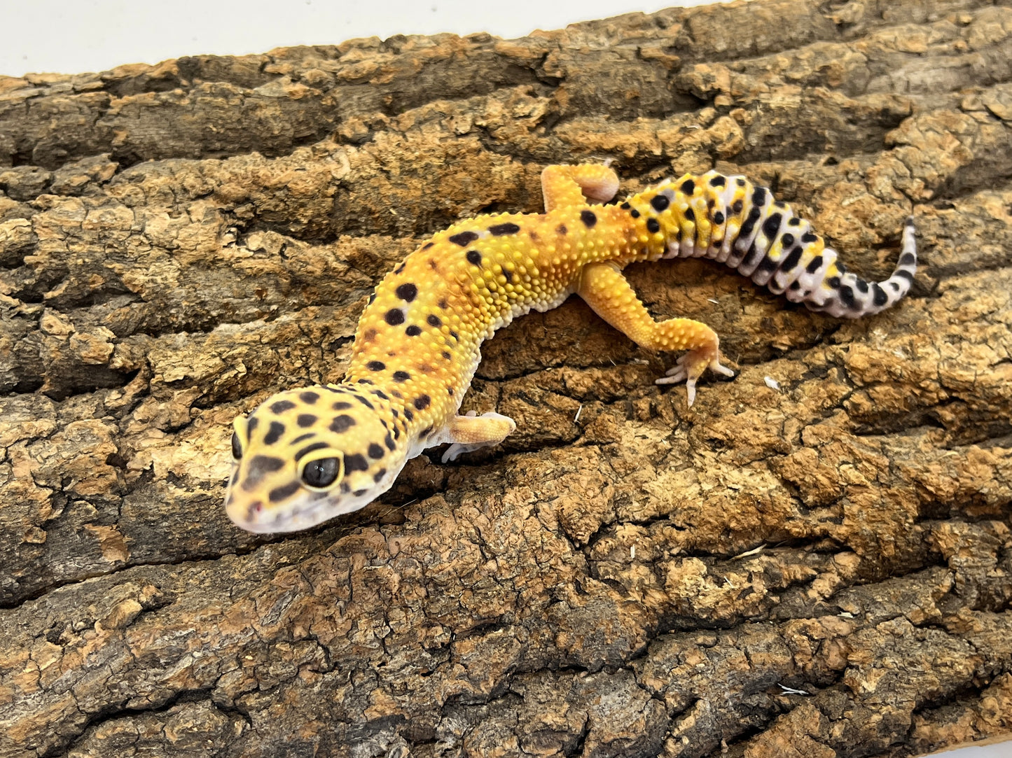 ヒョウモントカゲモドキ［ハイイエロー］