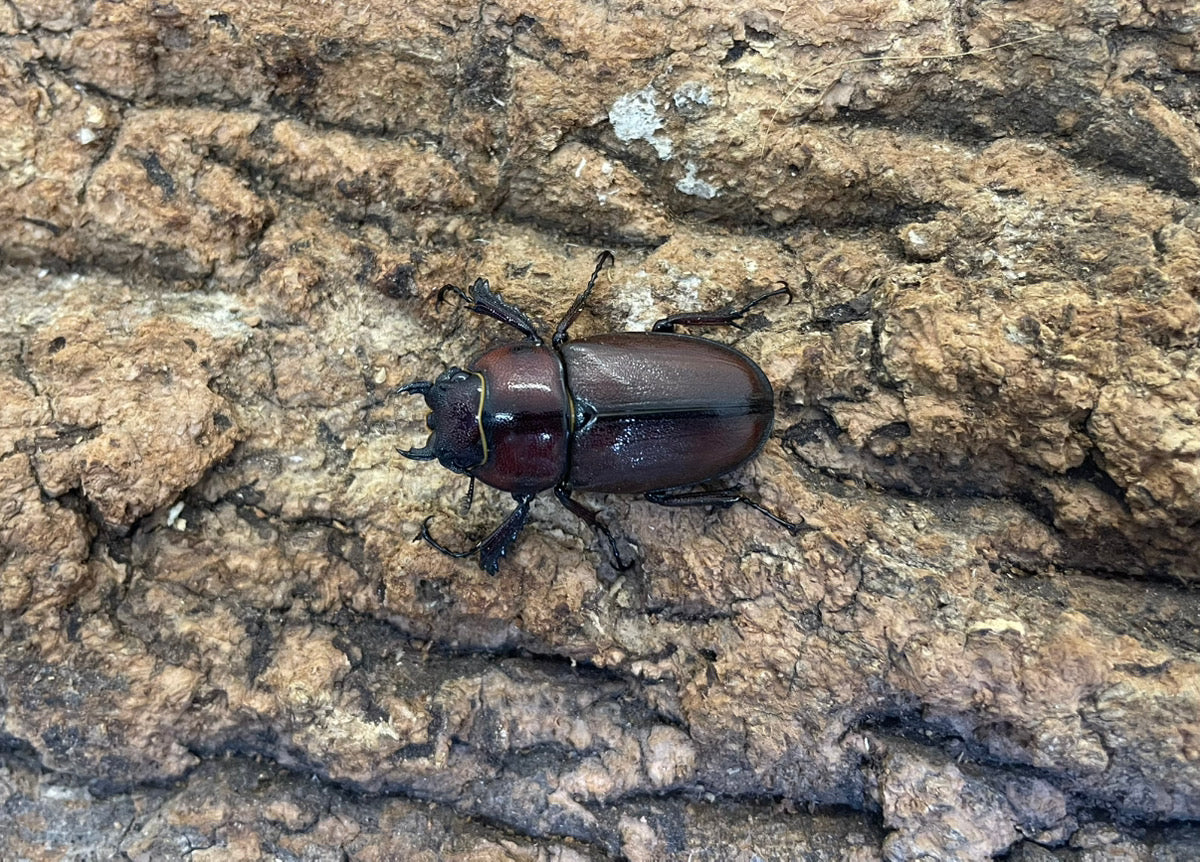 トカラノコギリクワガタ（中之島）