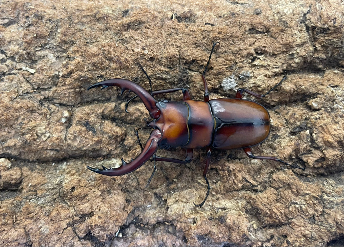 トカラノコギリクワガタ（中之島）