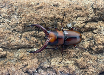 トカラノコギリクワガタ（中之島）