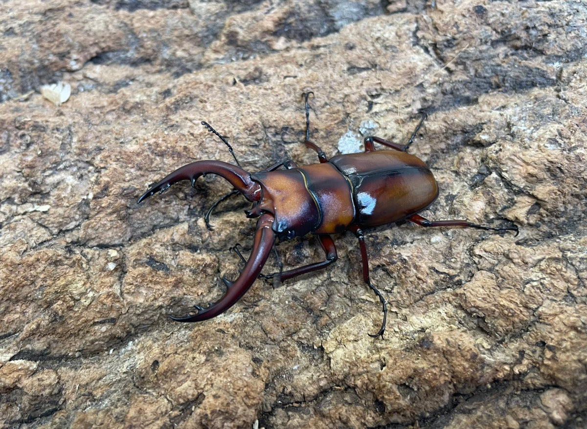 トカラノコギリクワガタ（中之島）