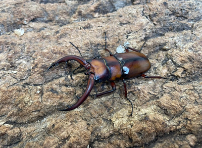 トカラノコギリクワガタ（中之島）