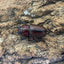 トカラノコギリクワガタ（中之島）