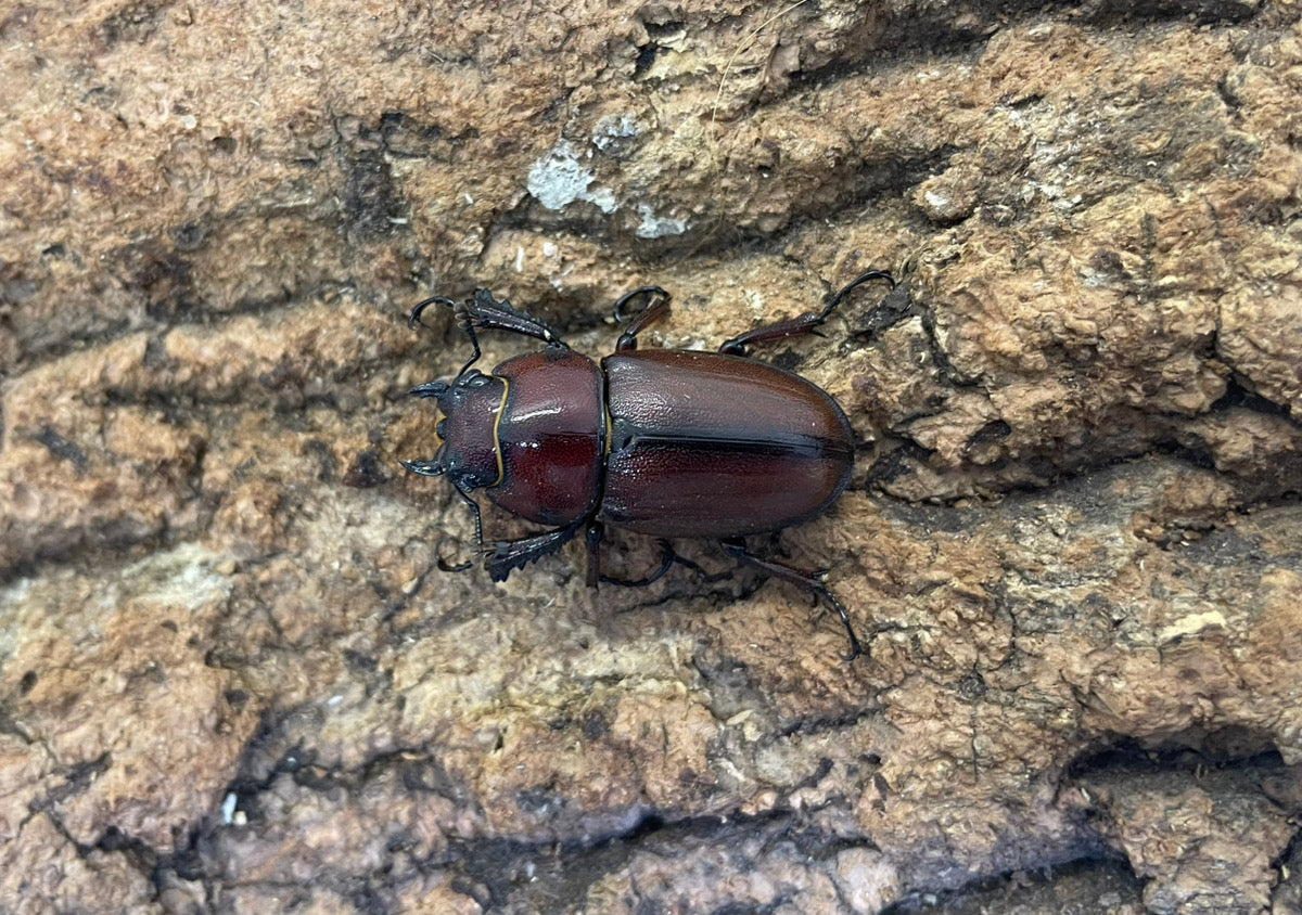 トカラノコギリクワガタ（中之島）