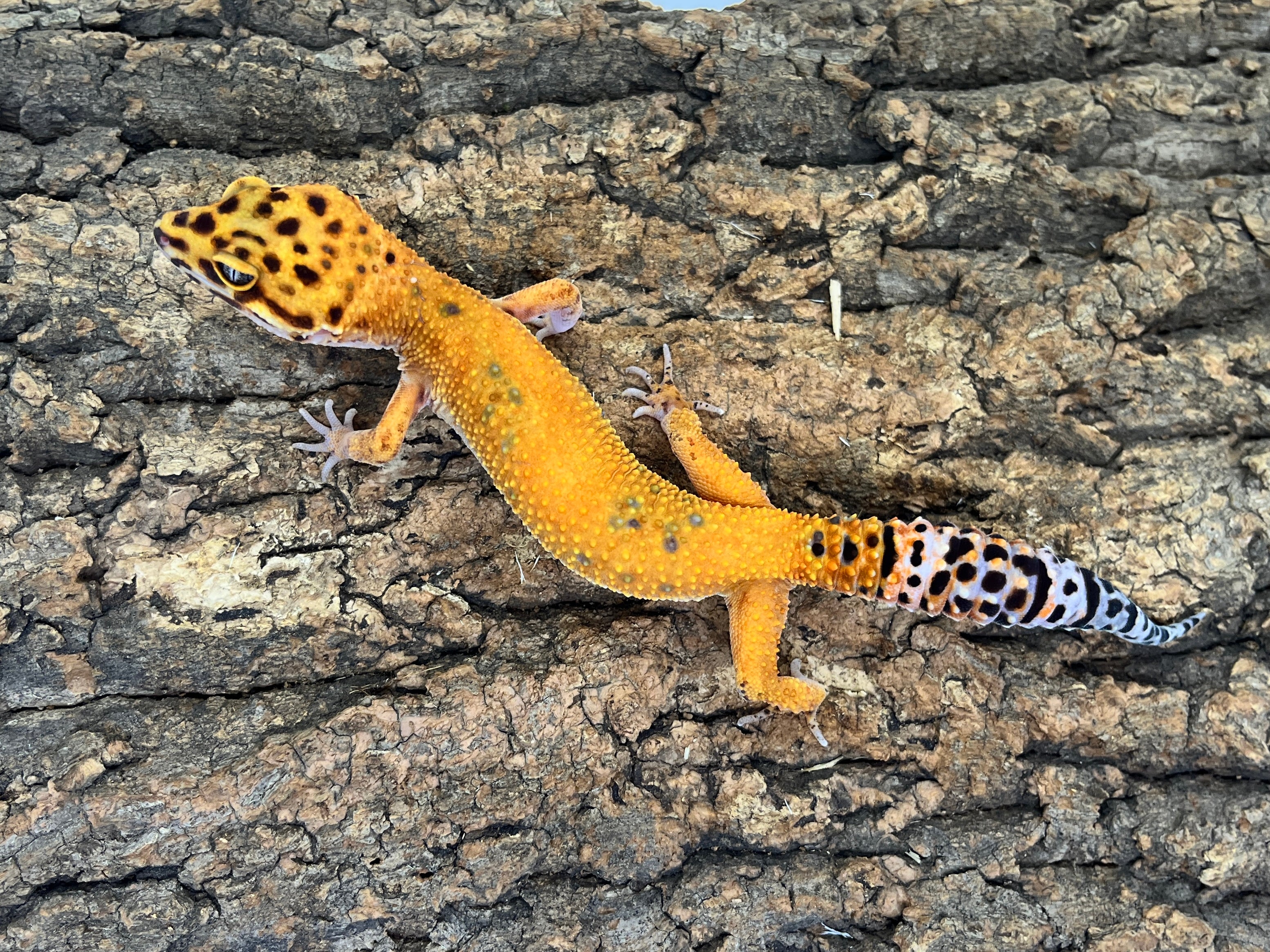 爬虫類 – INSECT SHOP KMY