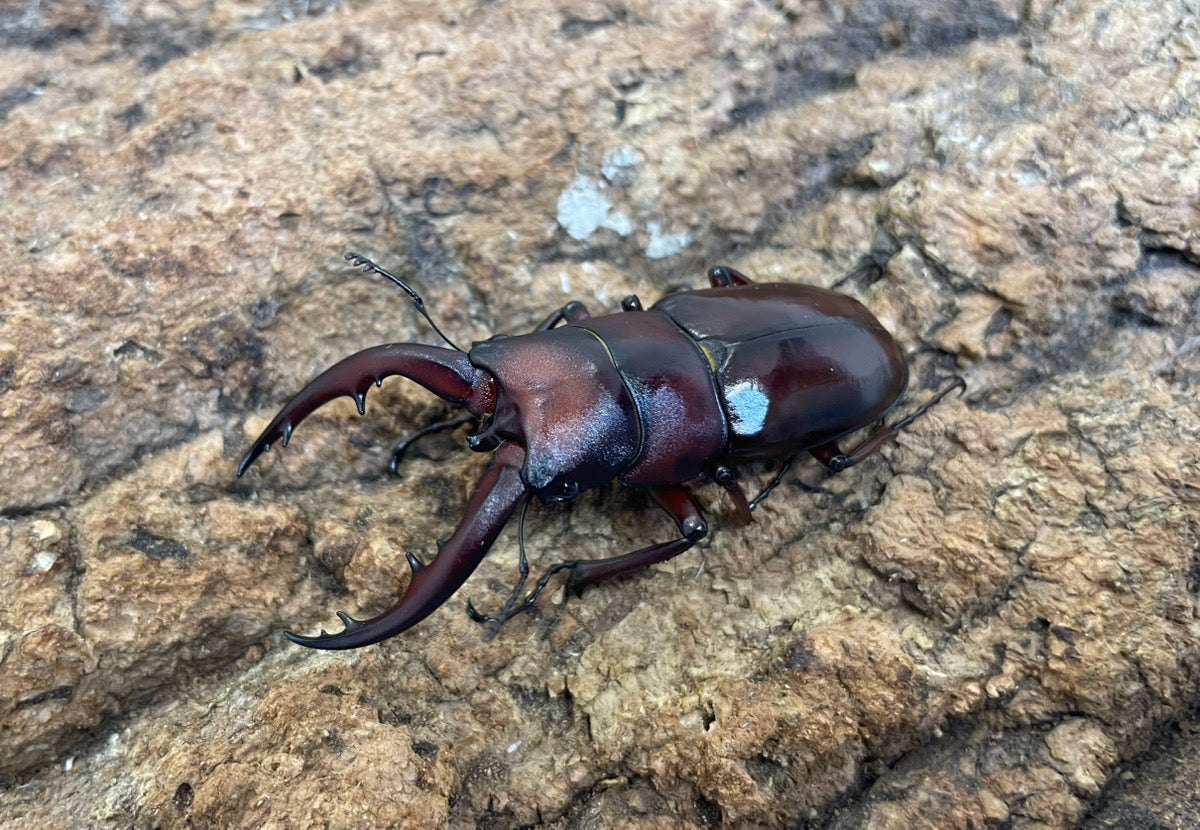 トカラノコギリクワガタ（諏訪之瀬） – INSECT SHOP KMY